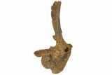 Hadrosaur (Edmontosaurus) Caudal Vertebra - South Dakota #145848-4